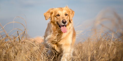 Golden dog running in a field.