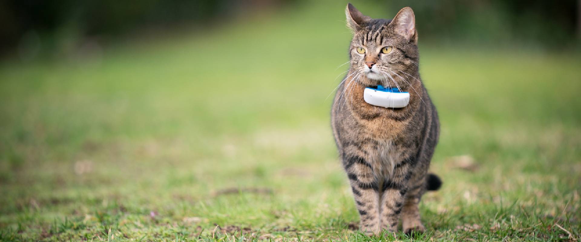 kitty gps