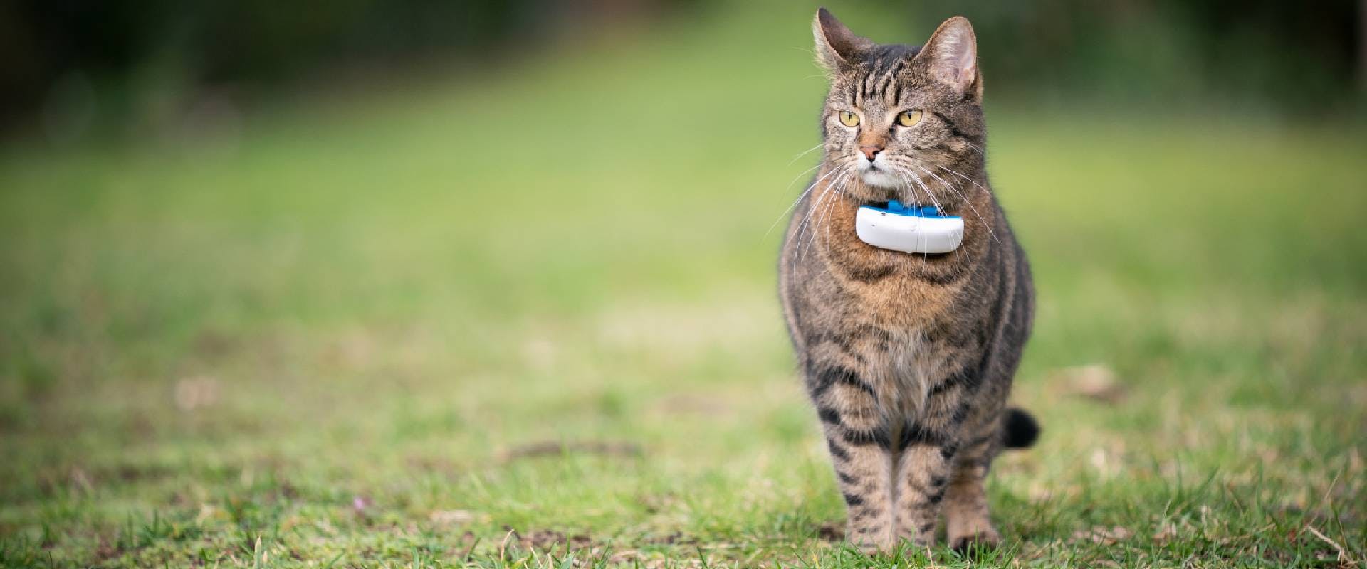Cat wearing a cat GPS tracker
