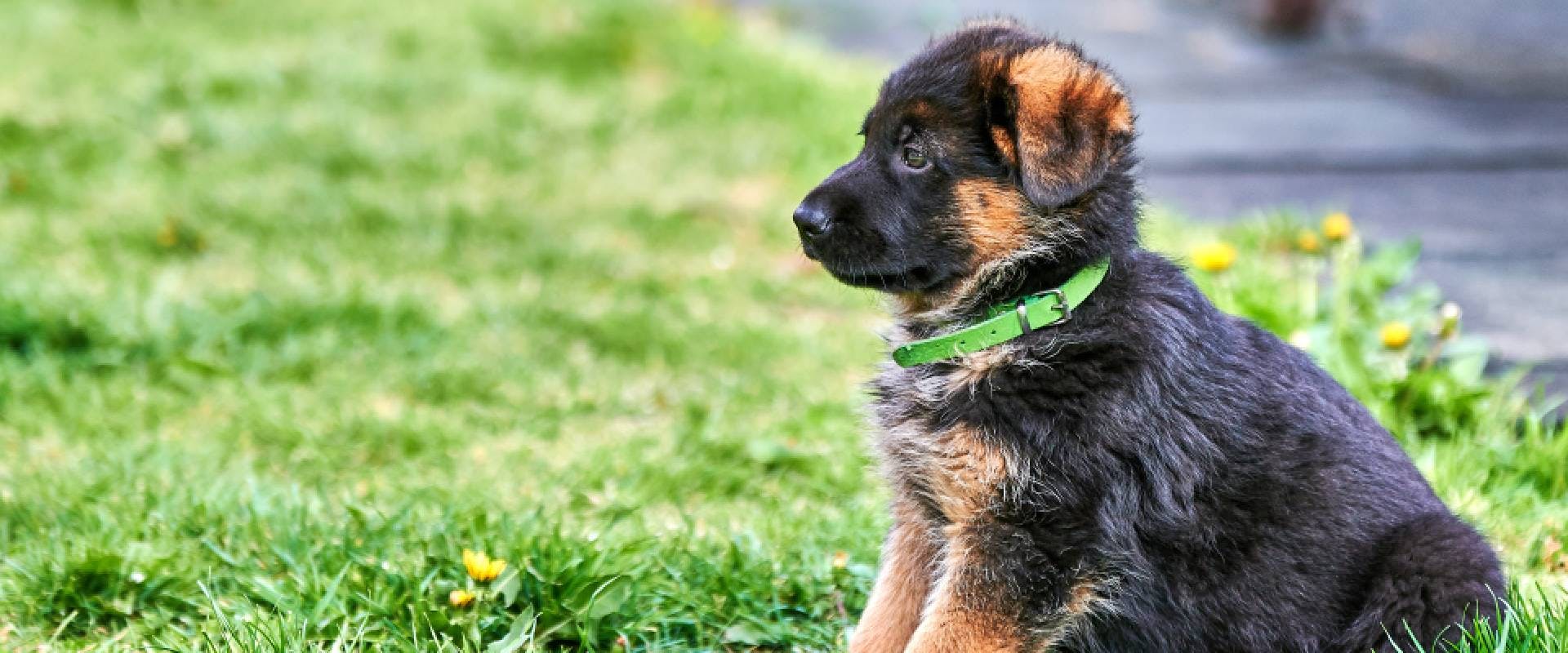 German Shepherd puppy sitting on grass