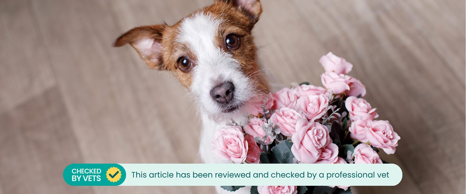A small dog sitting next to a bouquet of pink roses