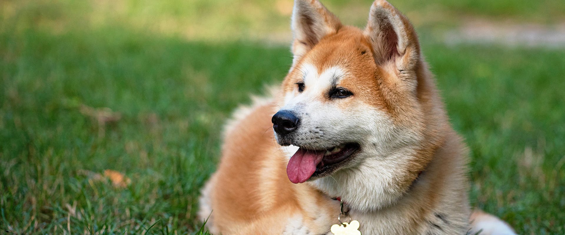 A Japanese Akita sitting in the park
