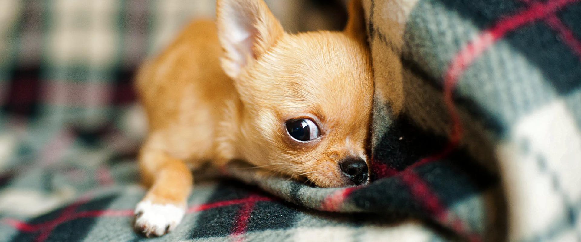 A cute Chihuahua puppy snuggled up in a blanket