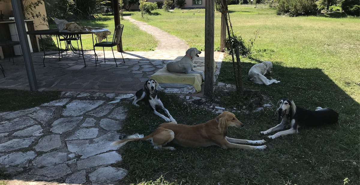 Five large two-year-old Saluki dogs