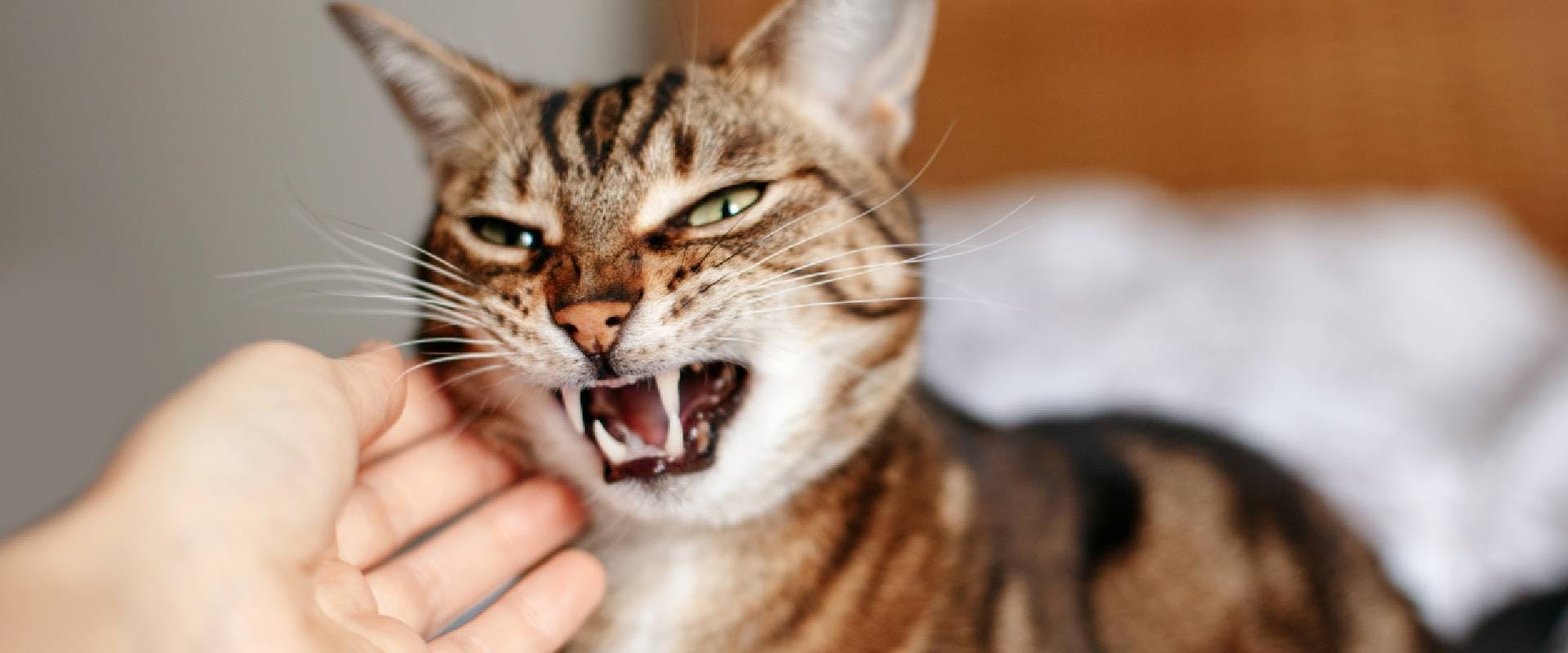 An overstimulated cat showing their teeth