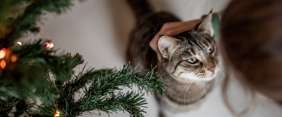 A woman bending down to stroke a cat next to a Christmas tree