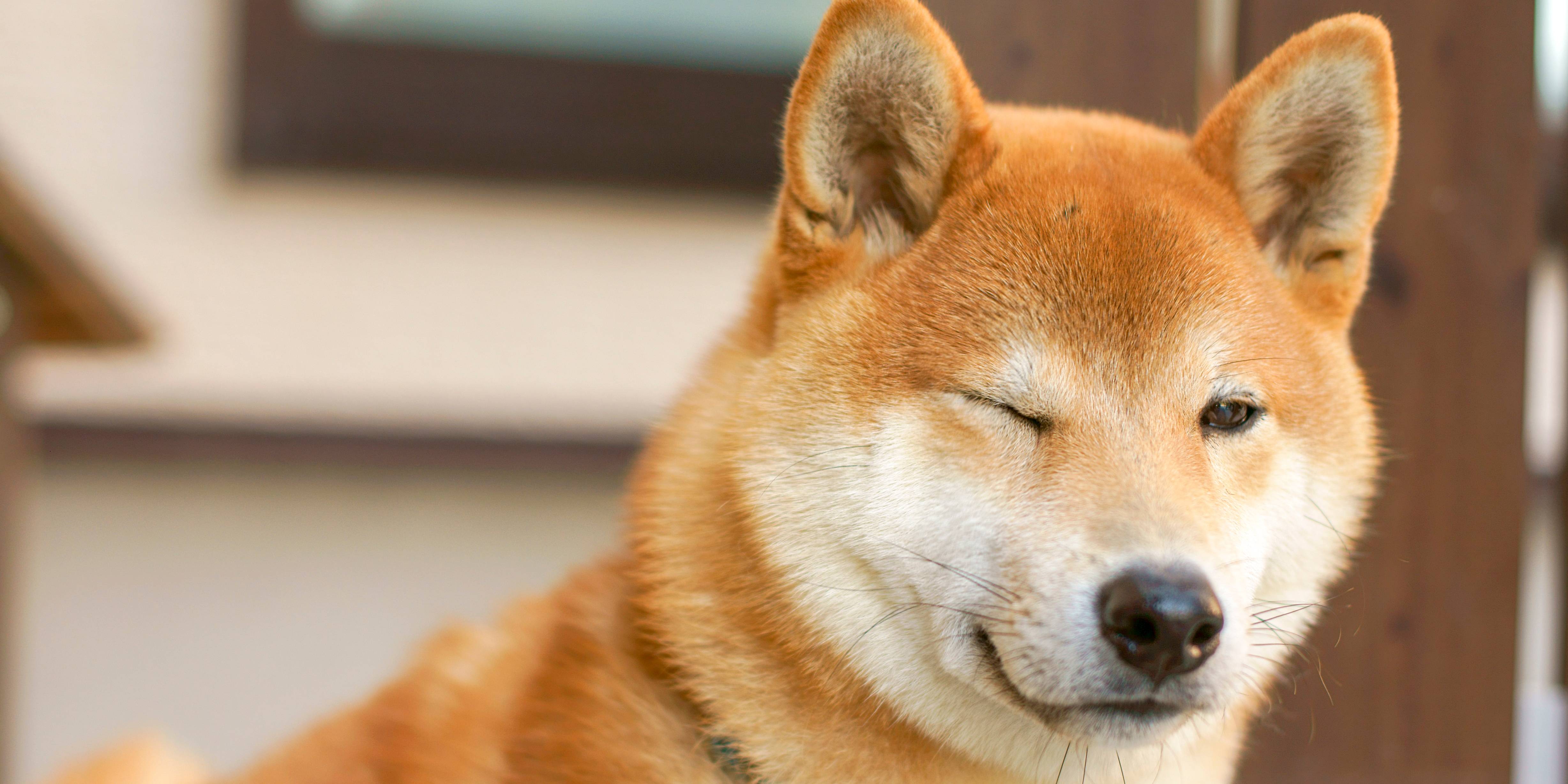 Shiba Inu winking.