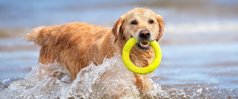 A dog playing fetch walks through some water with a rubber ring in its mouth. 