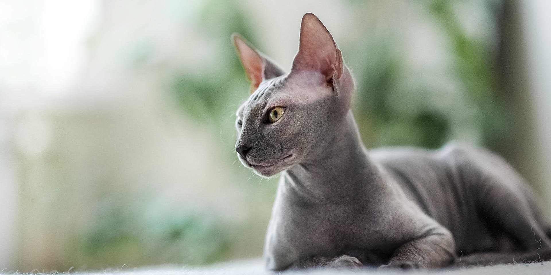 A gray sphynx cat