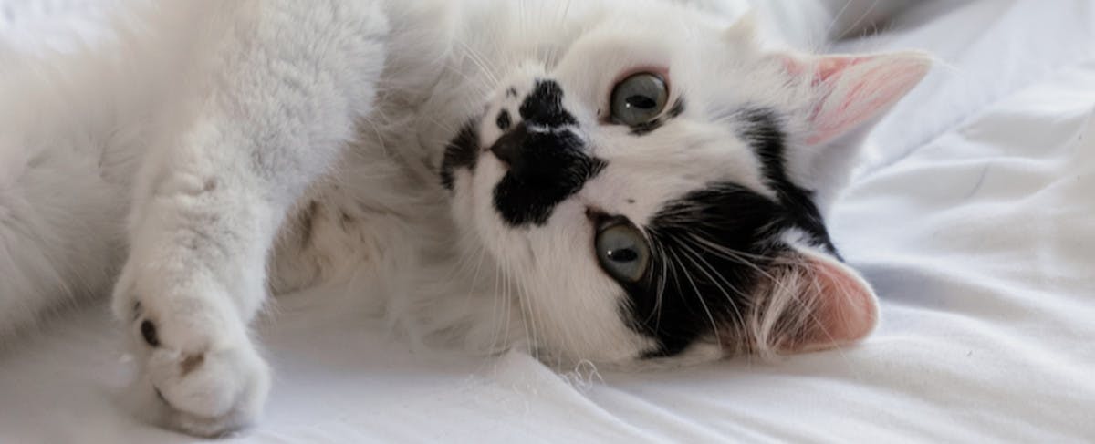 black and white cat laying on white bed