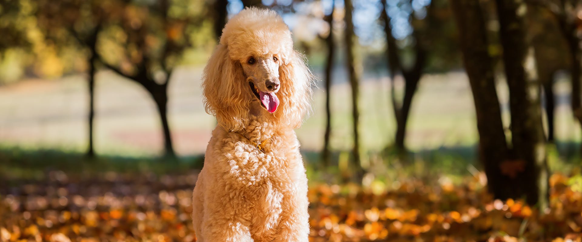 A Poodle standing in a park, with fallen autumn leaves