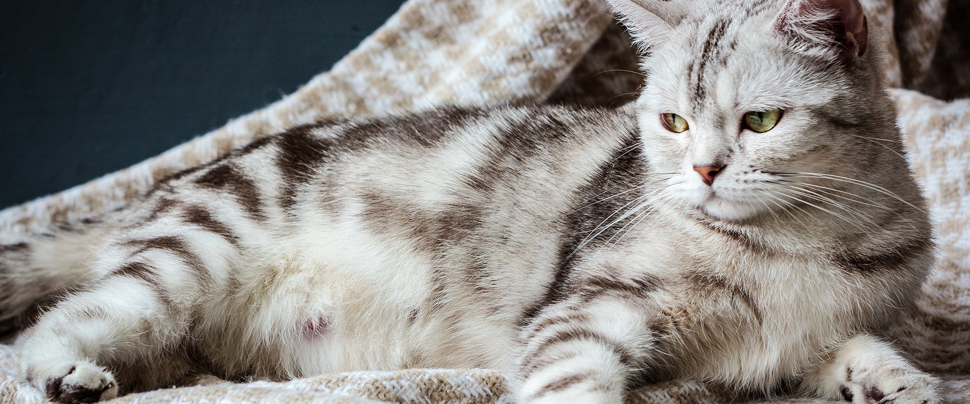 Cat Pregnancy: Everything You Need to Know 