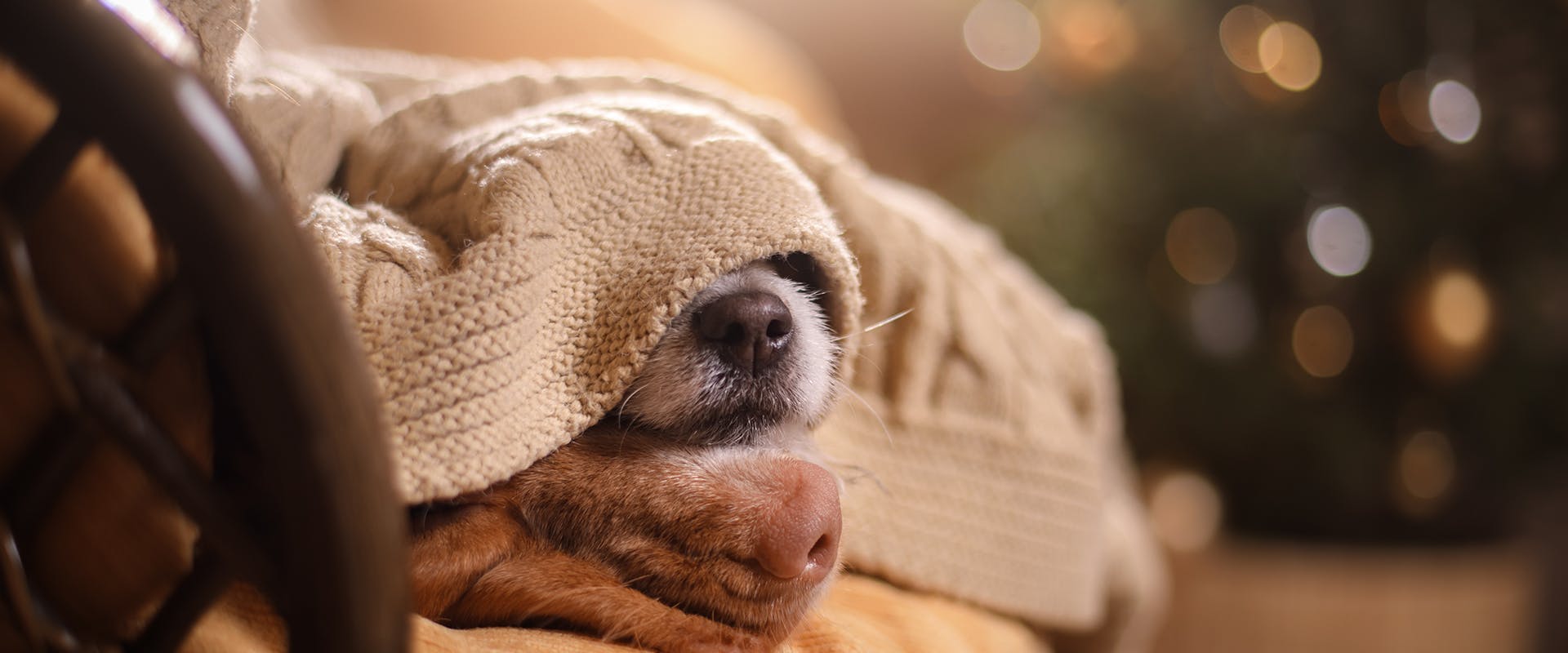 A dog snuggled under a blanket, just its nose showing. A lit Christmas tree in the background