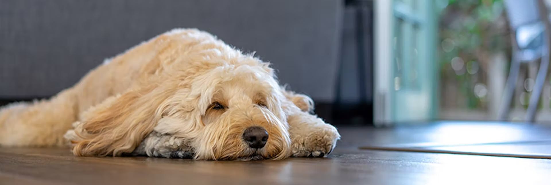 A Goldendoodle having a nap during a dog sitting assignment