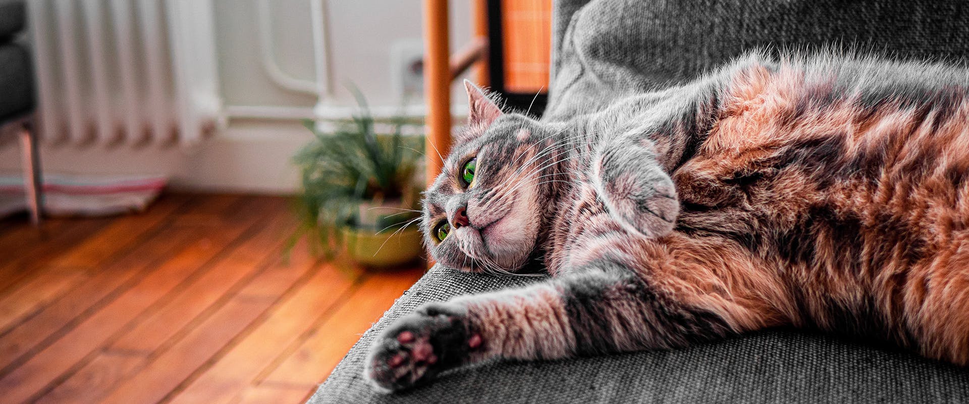 A large cat lounging on a sofa
