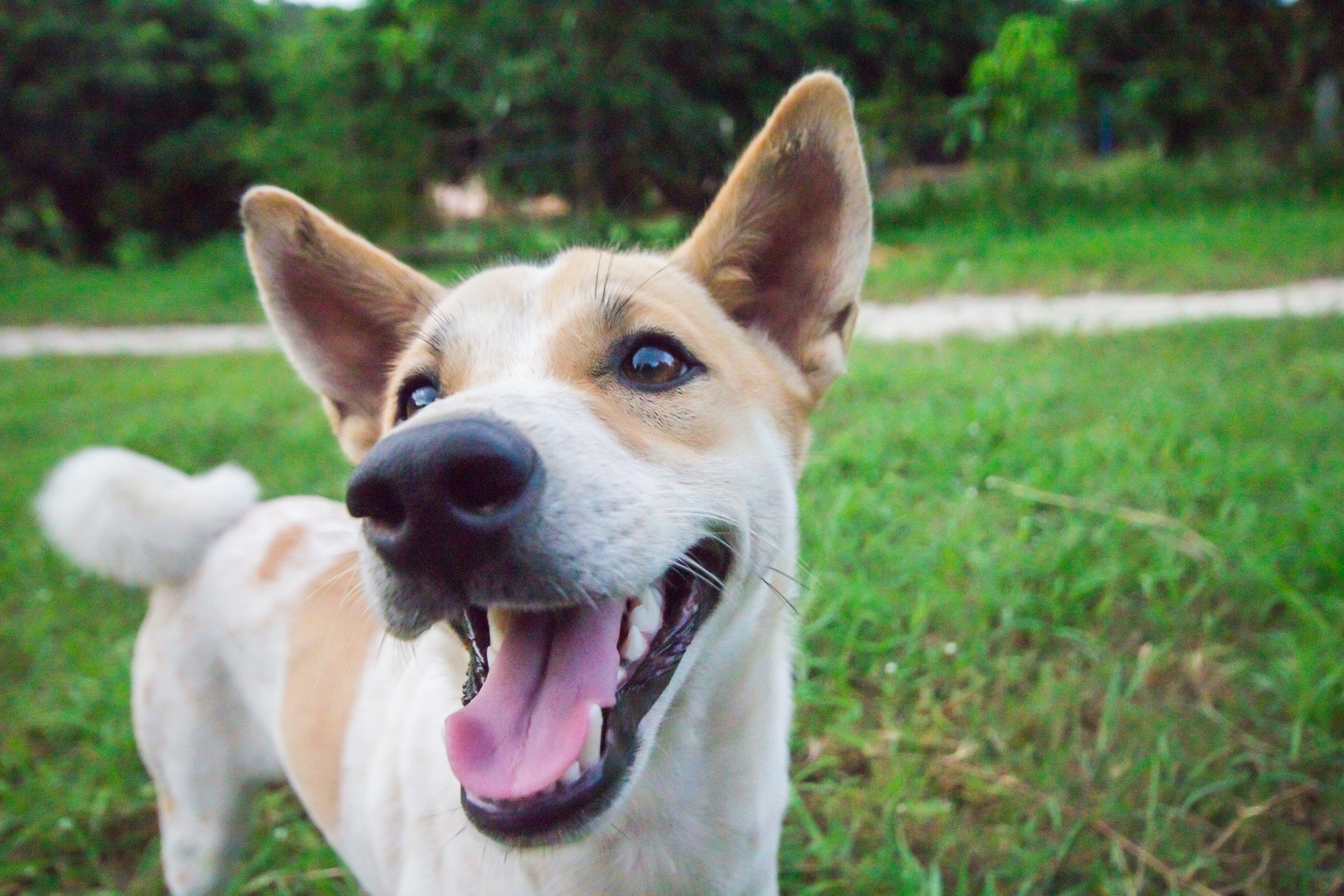A happy dog standing in the middle of the park