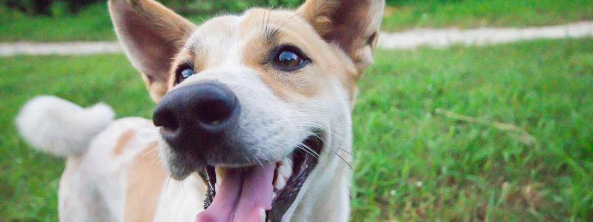 Top dog names: find the best name for your new pooch |  
