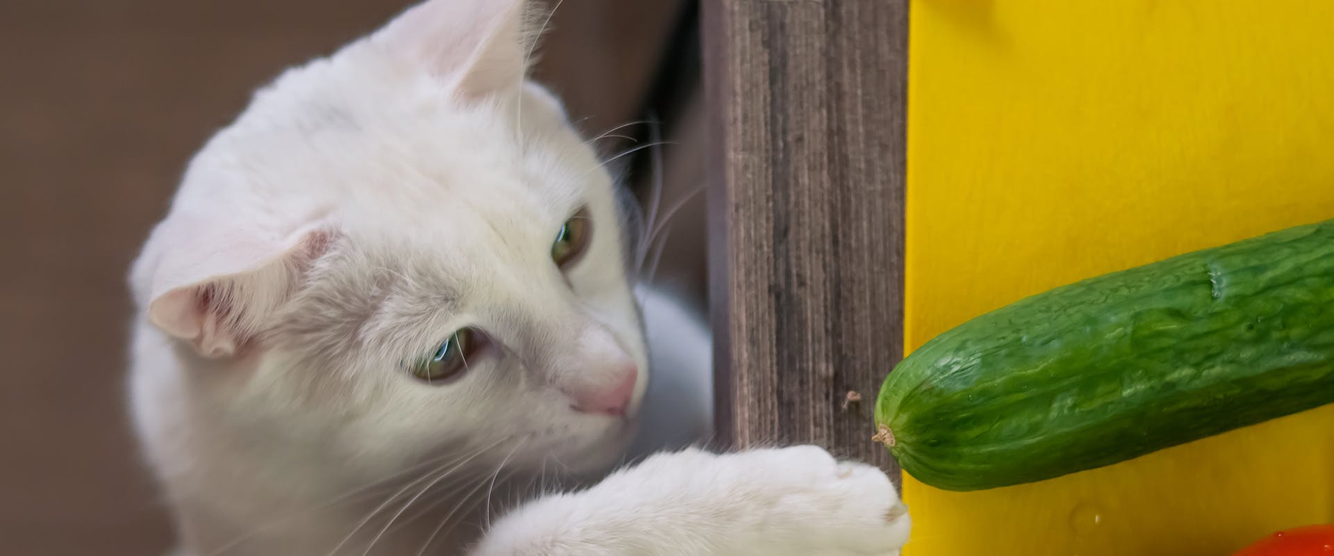 A cat pawing at a cucumber suspiciously