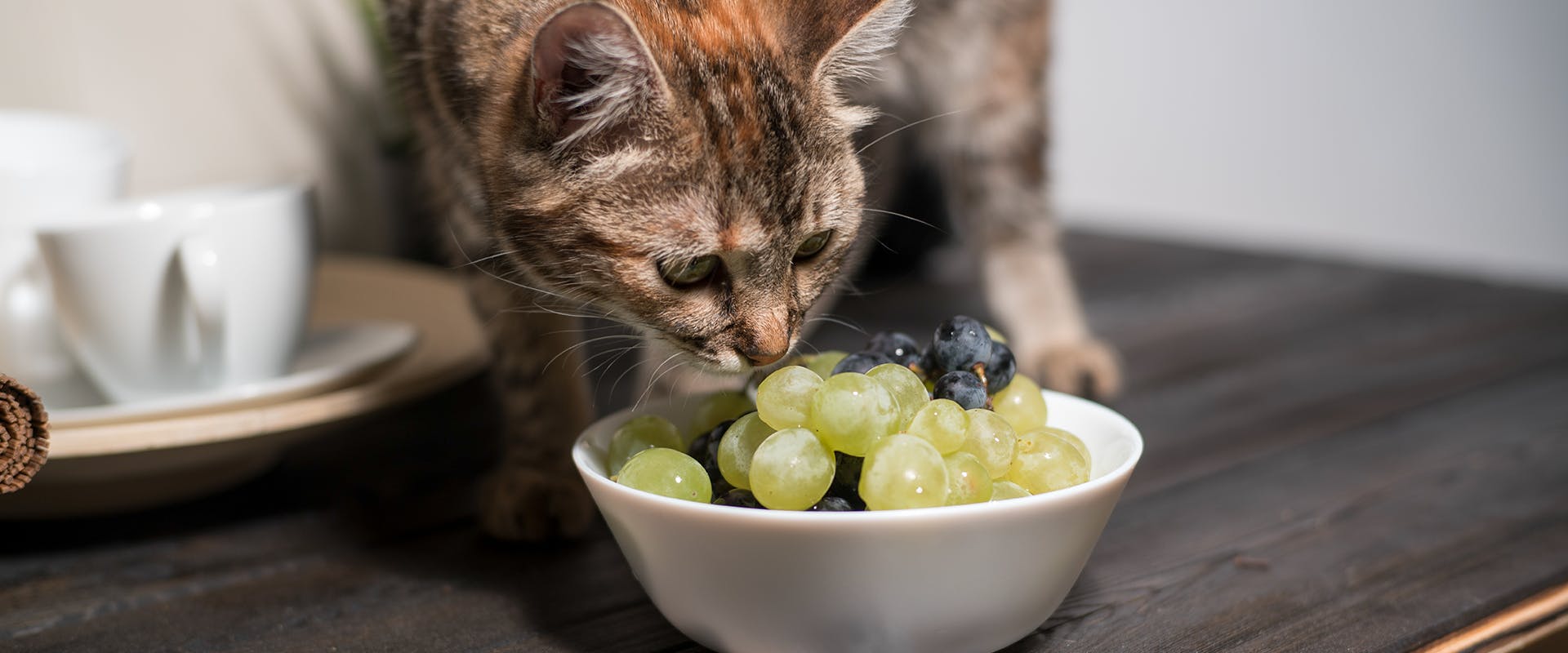 A cat standing on a work top, sniffing at a bowl of green and red grapes