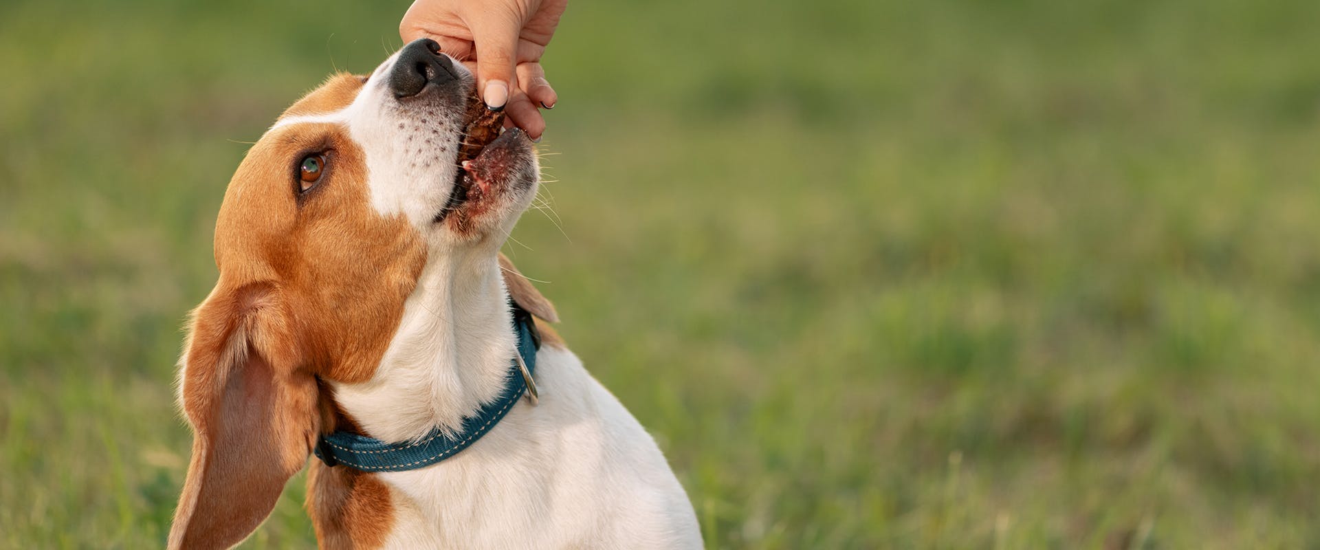 A Beagle dog, a hand coming down from above to feed it a treat