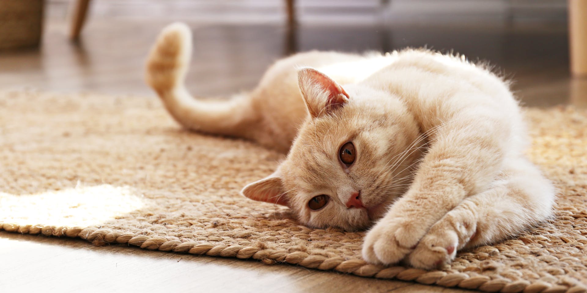 Ginger/ golden tabby cat lying on a carpet