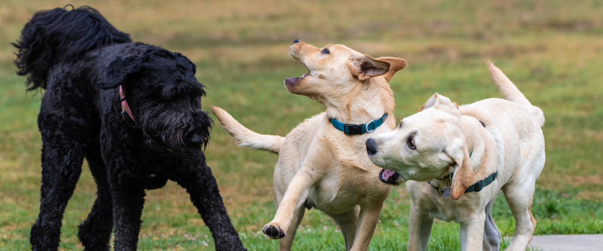 Discovering the Best Dallas Dog Parks | TrustedHousesitters.com
