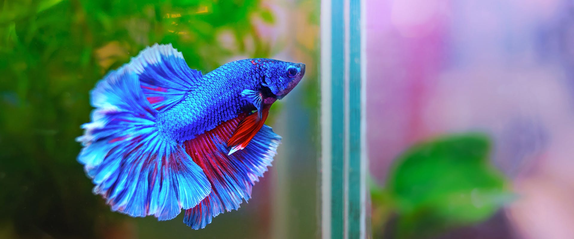 A brightly coloured blue betta fish swimming in a tank