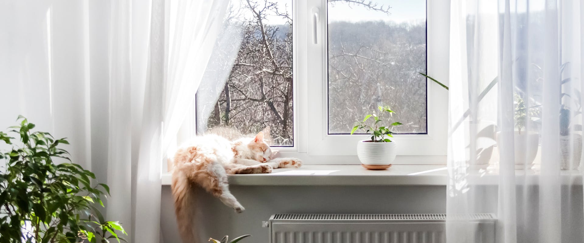 A cat sleeps on a window sill.