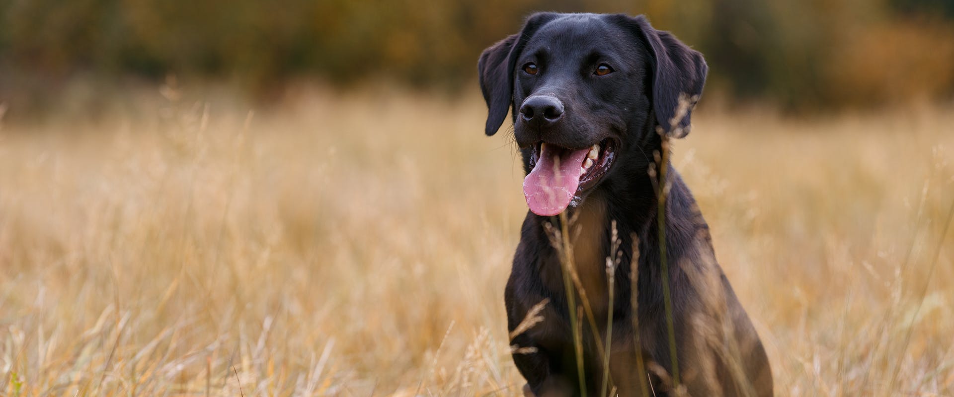 A black Labrador standing in a field of wheat