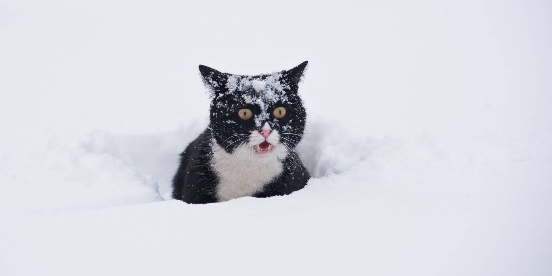 A black and white cat playing in the winter snow.