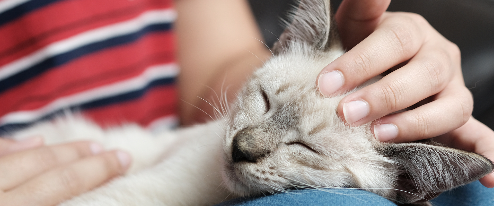 Why do cats sleep on you? A small grey kitten sleeping on a person's lap