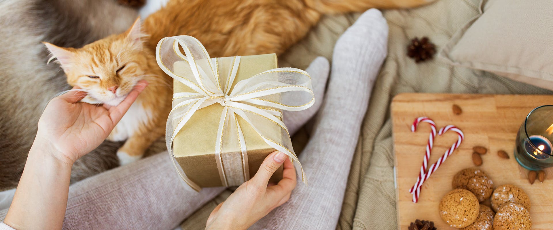 A person stroking a ginger cat with one hand, holding a gift wrapped in gold ribbon in their other hand
