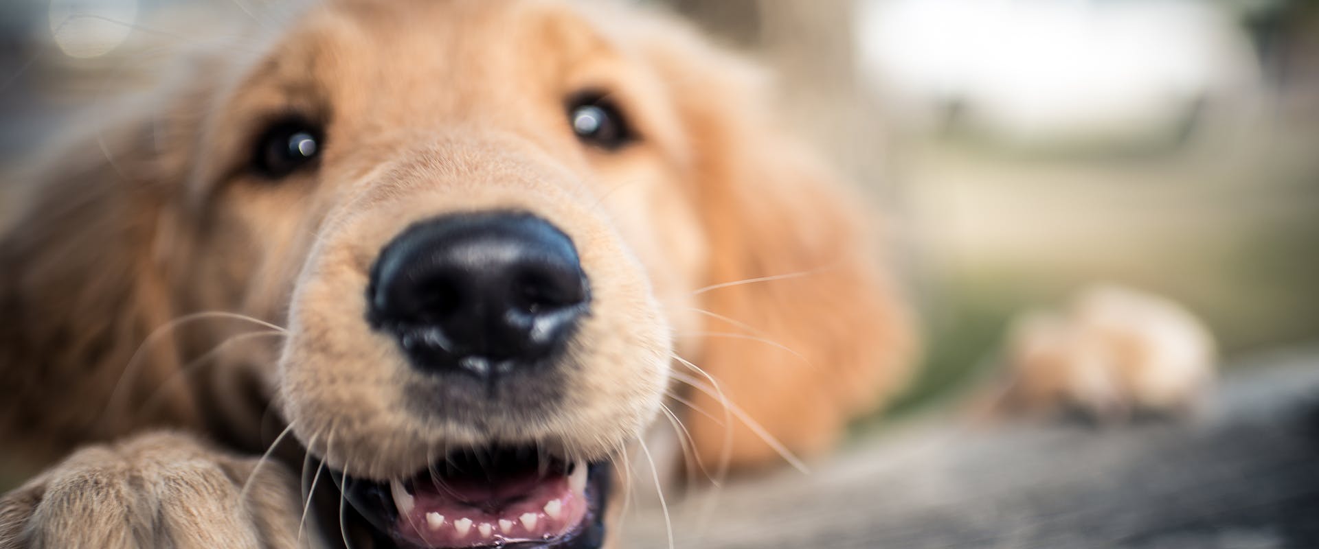 A close up of a Golden Retriever puppy
