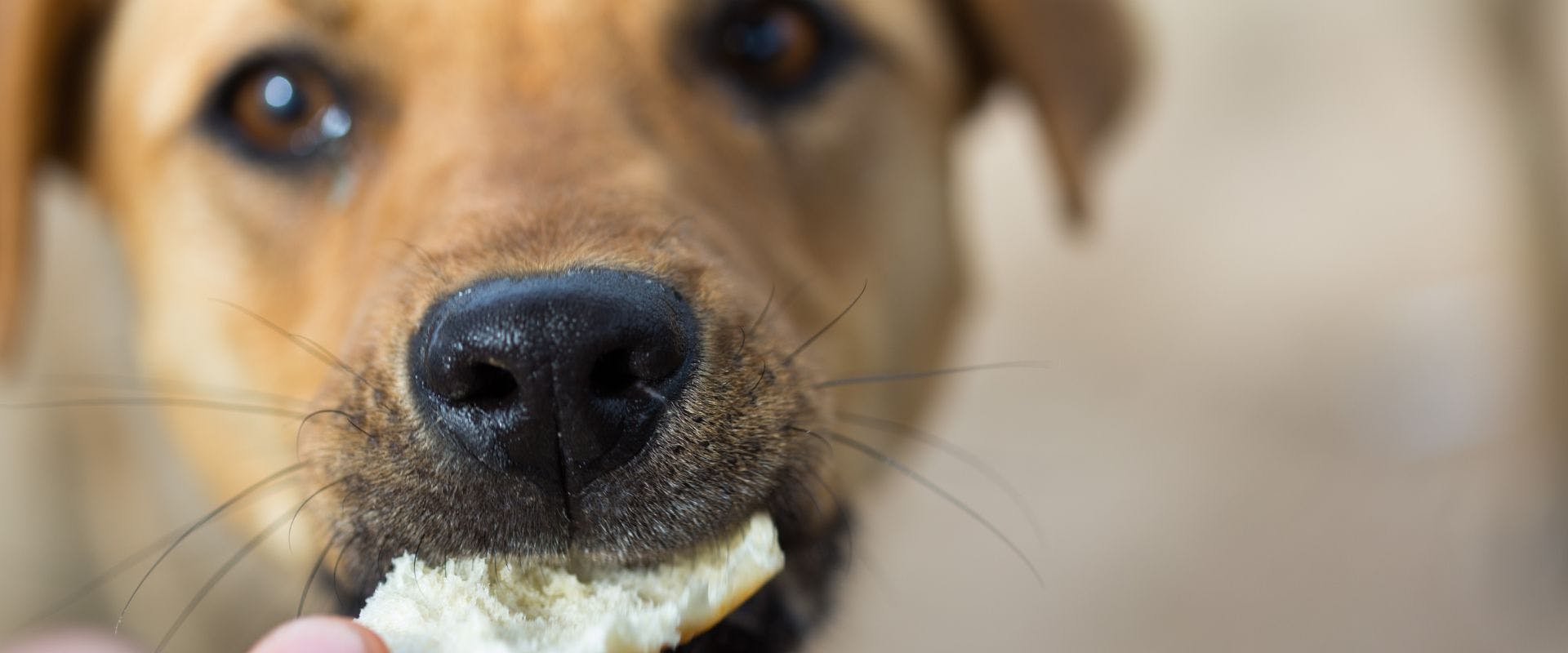 Close up of brown dog eating bread