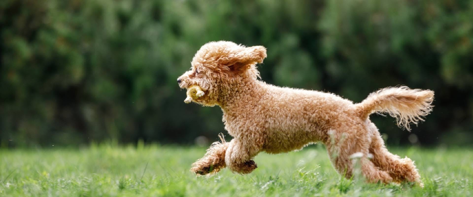 Irish Doodle parent: Poodle running along grass