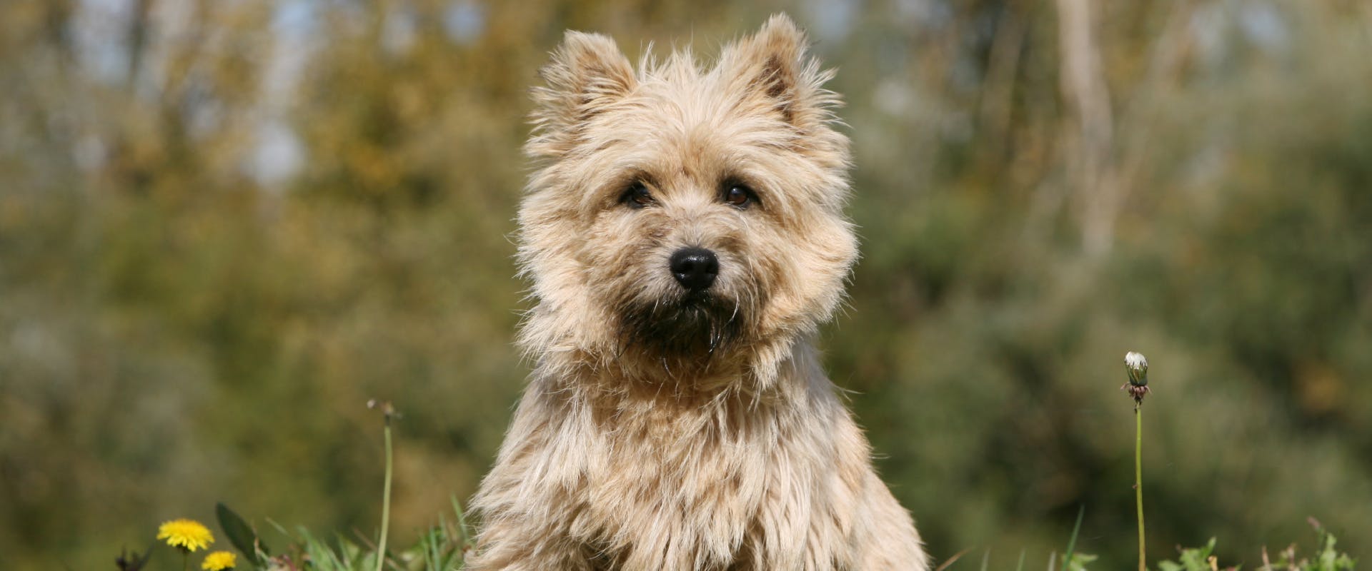 A Cairn Terrier.