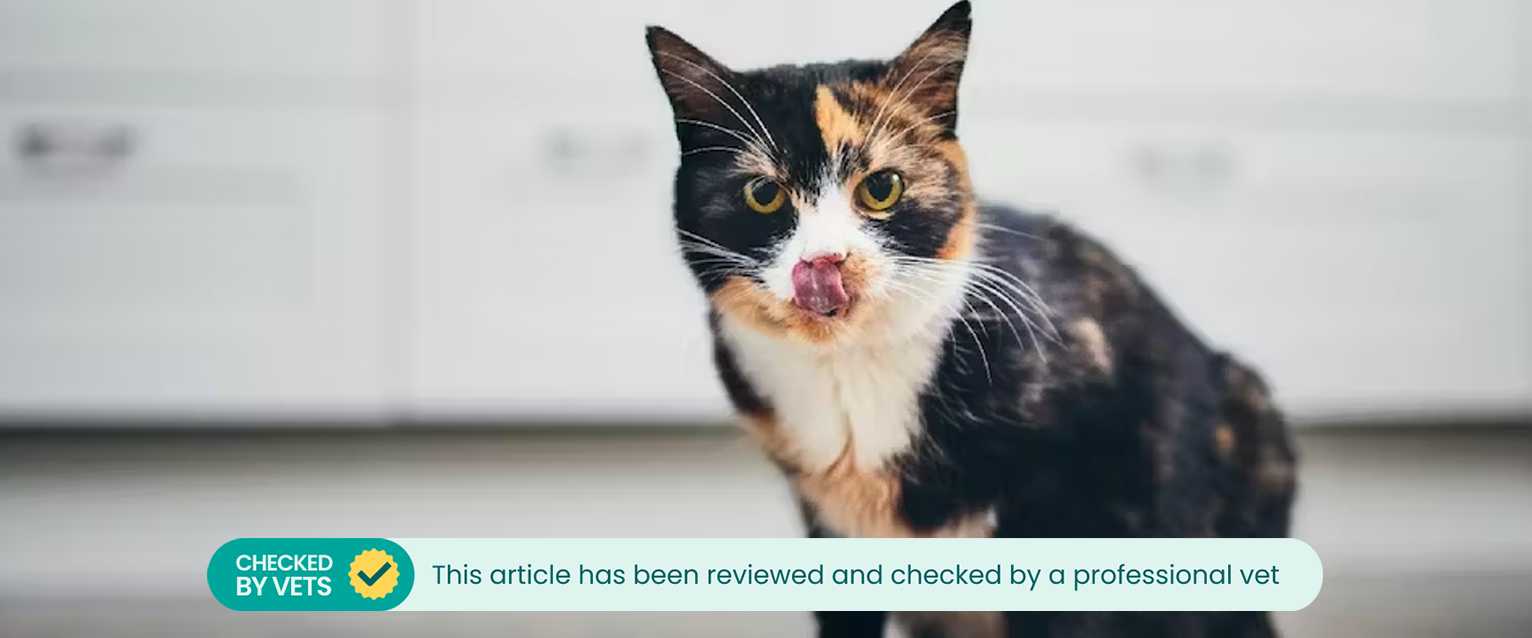 Cat licking their lips