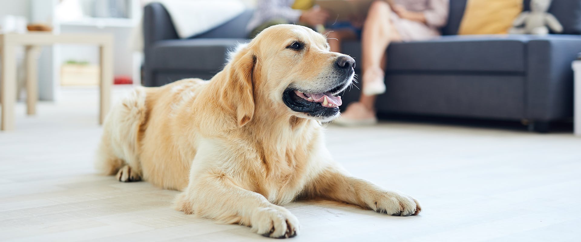 A Golden Retriever sitting on a hardwood floor, a family sitting on a sofa in the background
