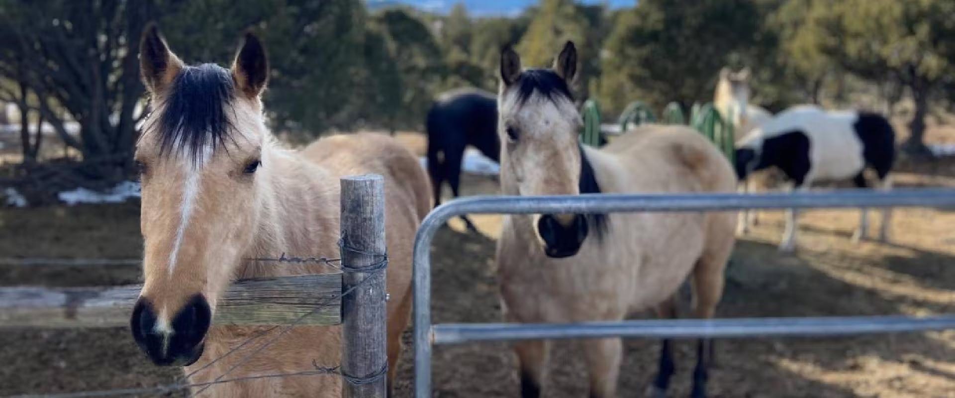 Horses stood next to a gate in a field