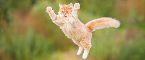A cat jumping through the air.