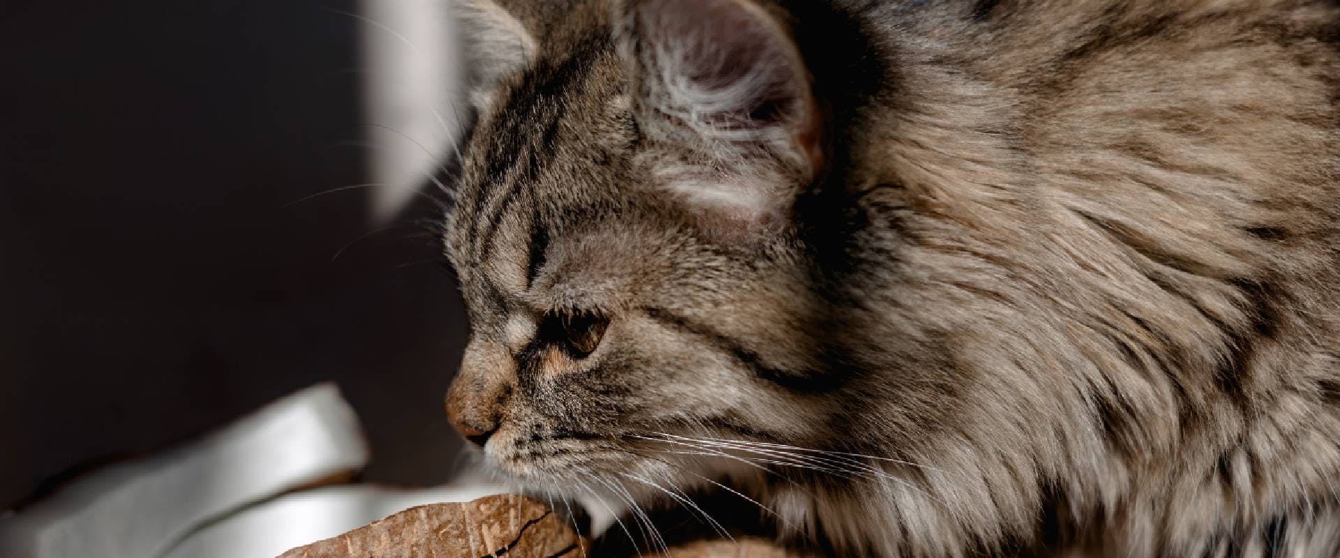 Fluffy tabby cat sniffing a coconut
