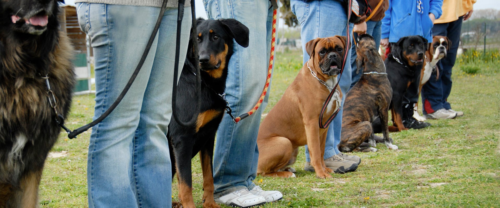 A group of dogs lined up in a dog training class