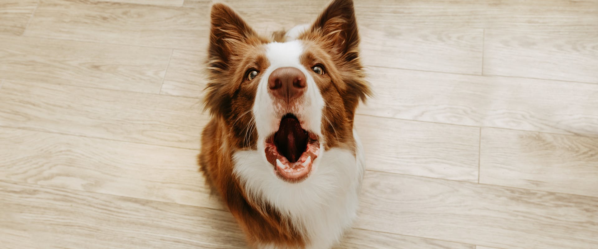 A Collie dog standing with its mouth wide open 