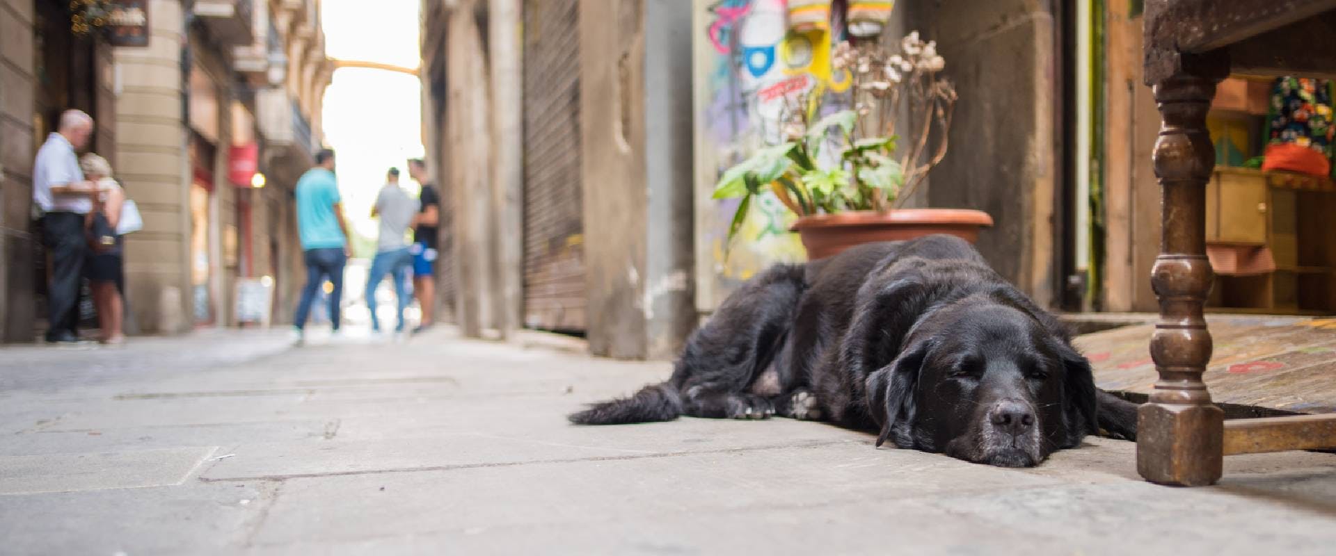 Black Lab mix dog asleep on the street in Barcelona's Gothic Quarter