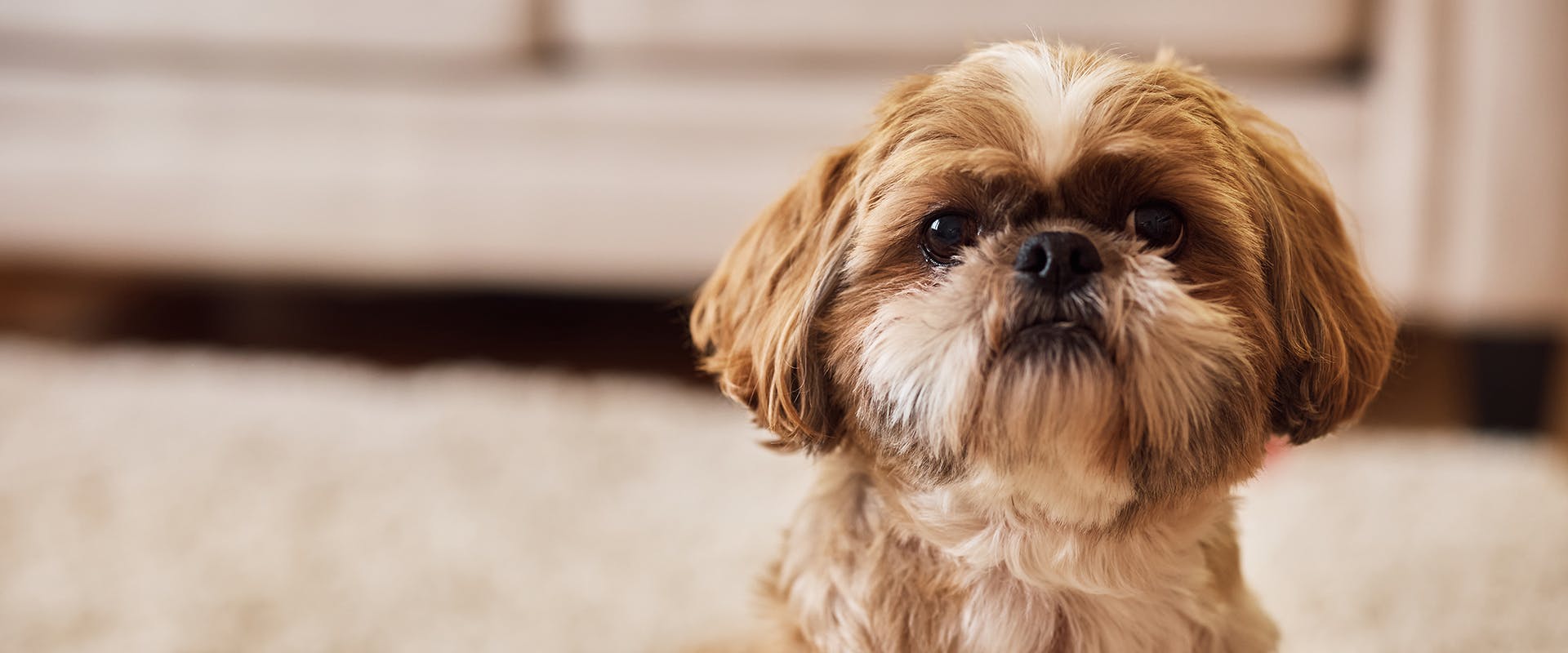A small Shih Tzu dog with floppy ears