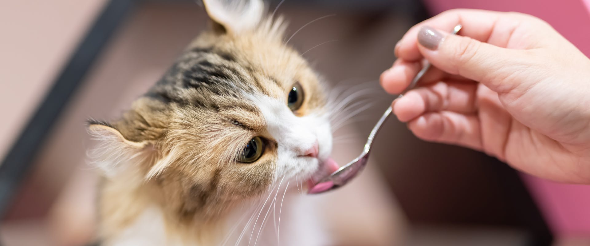 longhaired scottish fold kitten licking a spoon