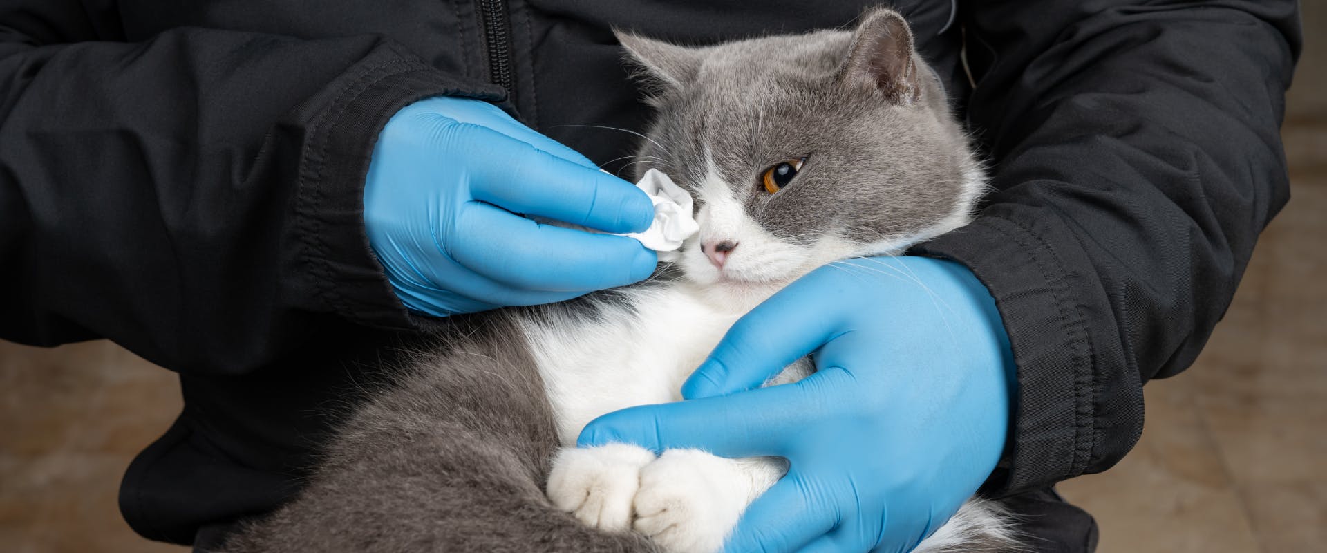 a gray and white cat lying in the lap of a vet whilst having cat eye boogers wiped away with a cotton pad