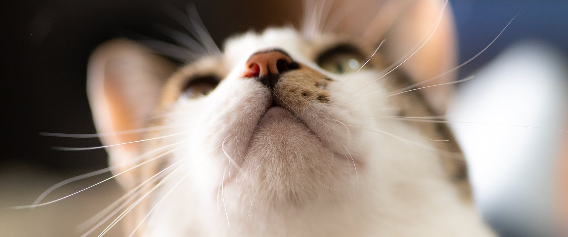 A close up of a cat's nose