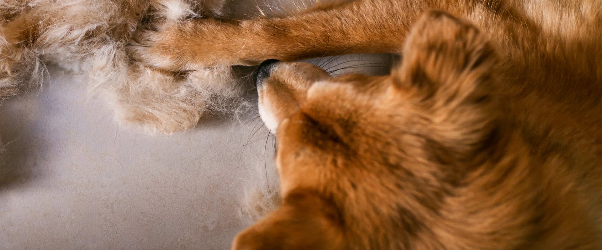 What Can Cause A Dog To Lose Hair