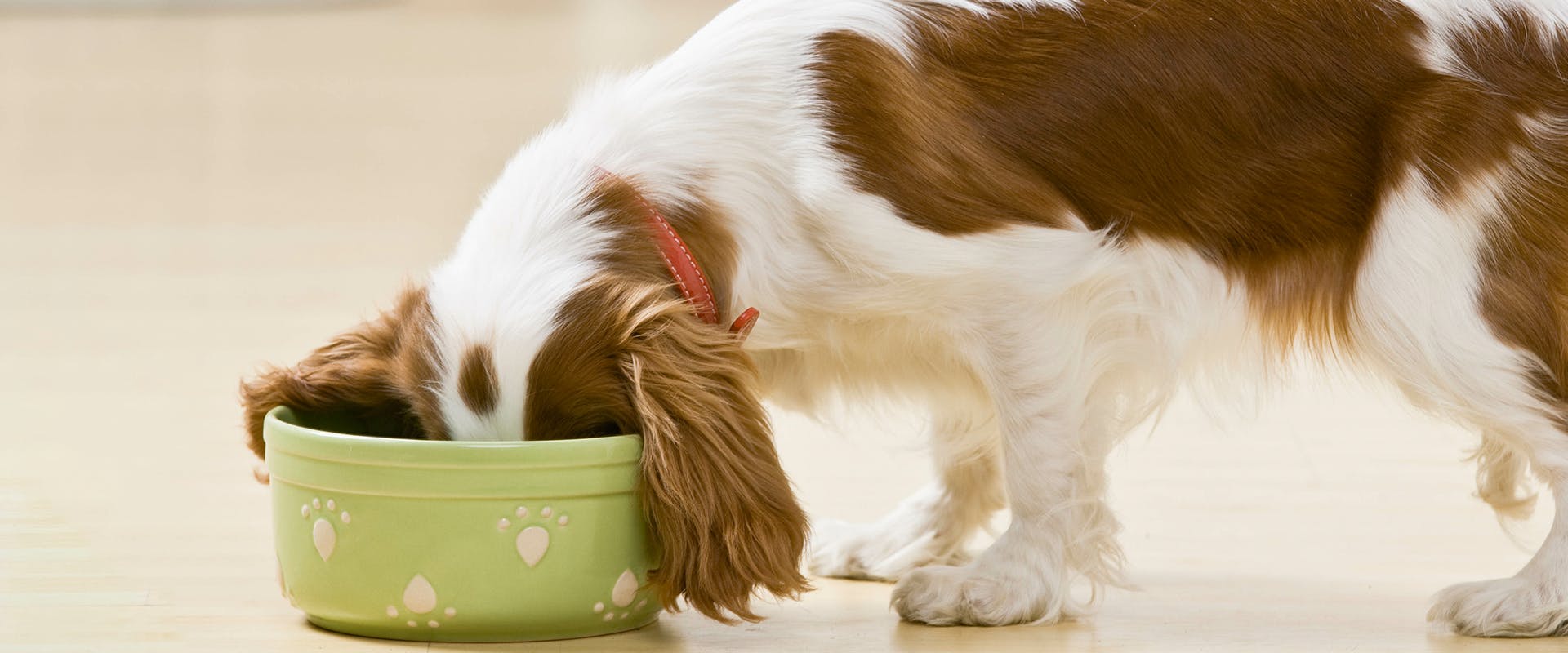 A puppy eating, with its face buried in its dog bowl